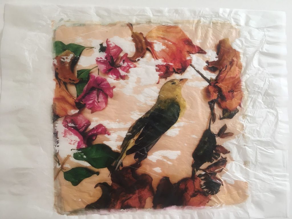 Bird with nimbus 48699482162 o