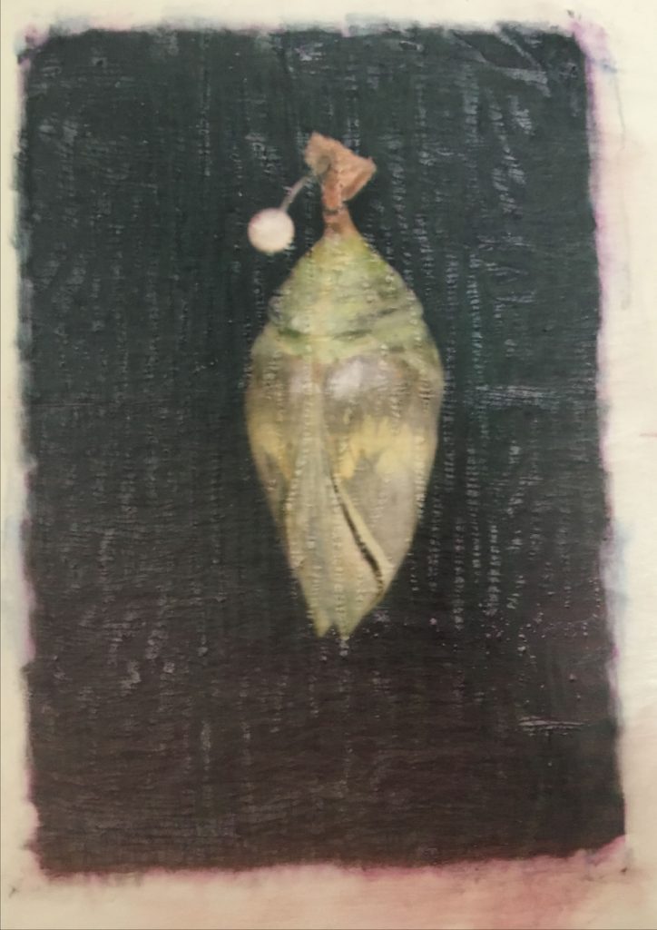 Chrysalis 48324671896 o