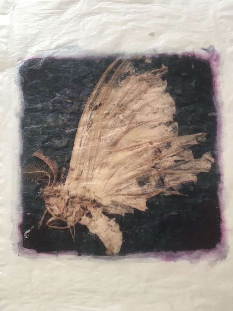 Fallen angel 48699487952 o