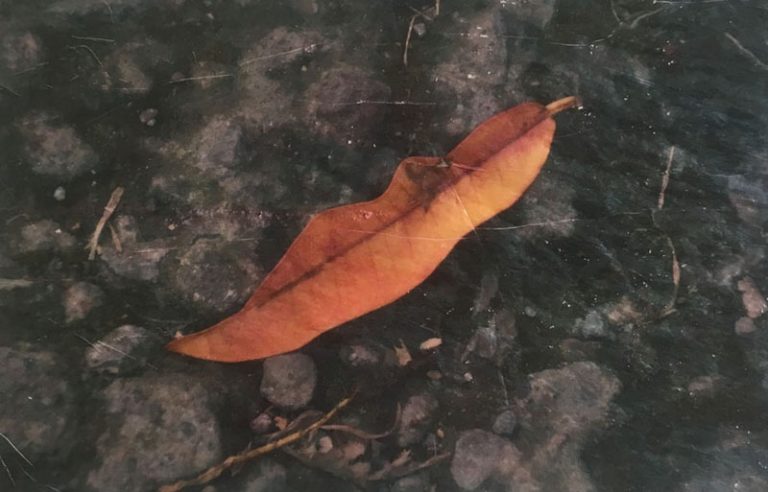 golden ticket, photo of a leaf by Clare Dygert