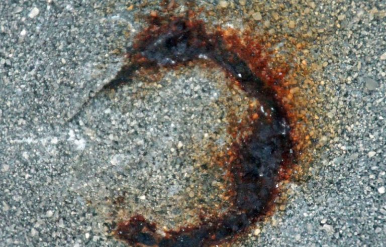 merbaby photo by Clare Dygert