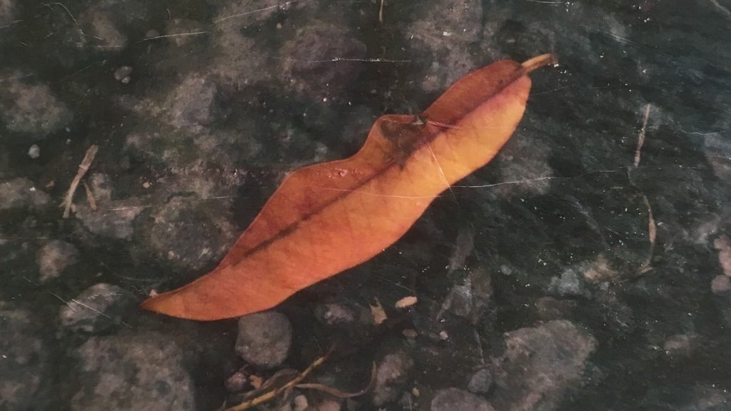 Red leaf