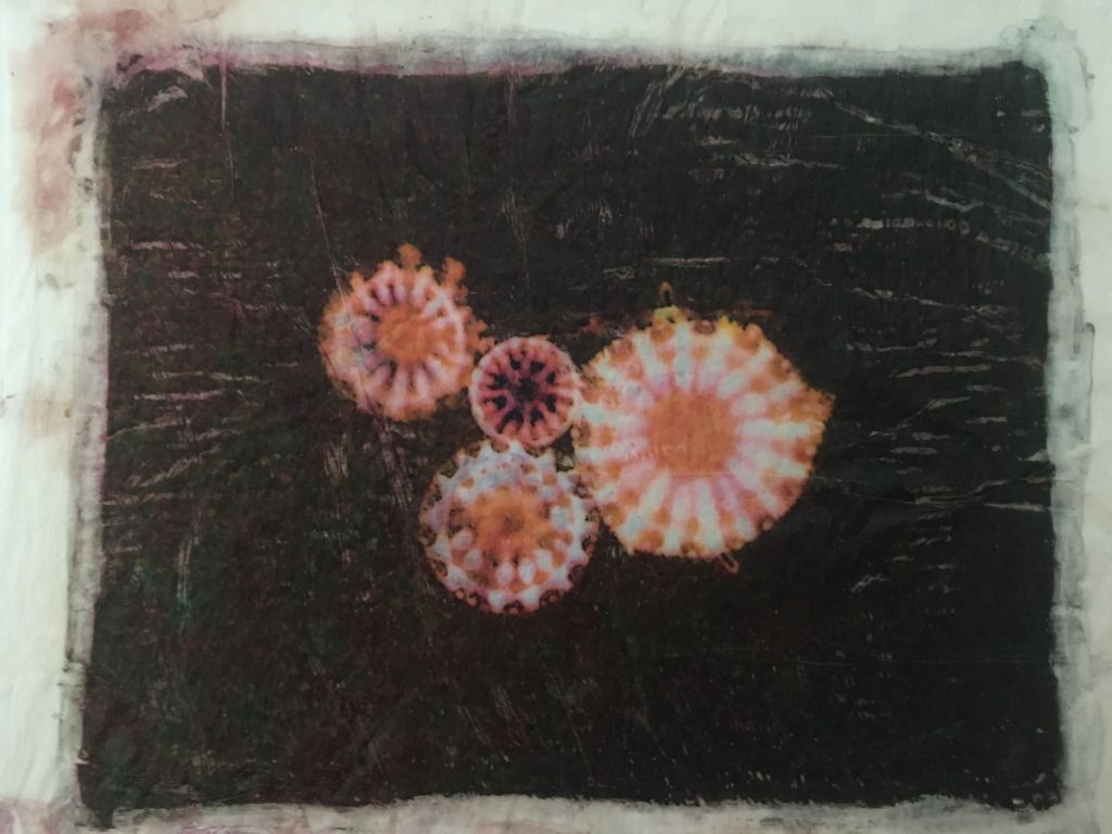 Sea flowers 48324672026 o