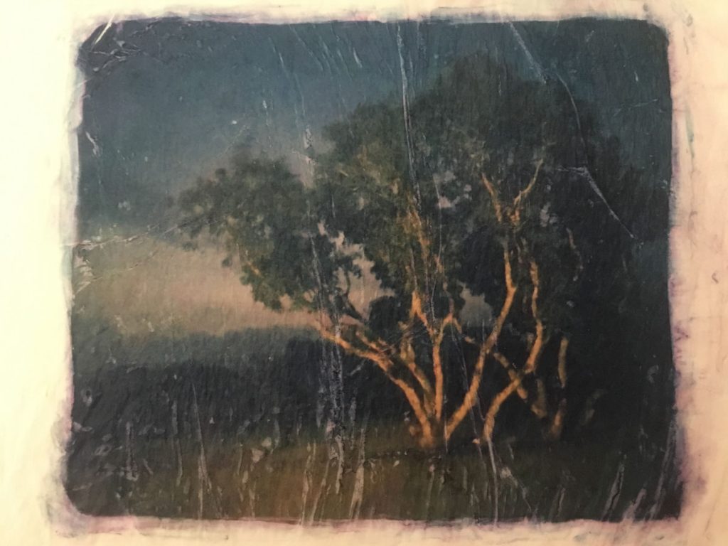 Tree in costa rica 48324671261 o