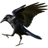 Cropped dancing crow 180 silo.png